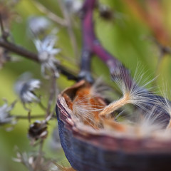 Oleander seeds coming out of their pod prepared to fly