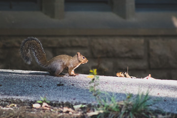 squirrel eating nut