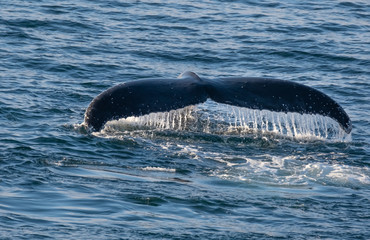 Obraz premium Very close encounter with humpback whales feeding along the shores of the Tabarin peninsula in the Antarctic continent