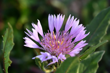 Young purple and pink thistle flower with details