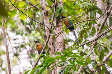 Scene of a couple of Rufous capped Motmot perched on a tree. One bird looks at the right side. Several sheets around the couple.
