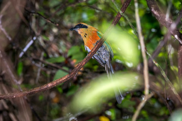 Scene of a couple of Rufous capped Motmot perched on a tree. One bird looks at the right side. Several sheets around the couple.