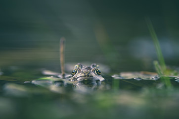 frog on green pond