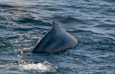 Fototapeta premium Very close encounter with humpback whales feeding along the shores of the Tabarin peninsula in the Antarctic continent