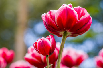 Obraz premium Tulips, the biggest symbol of beauty in netherlands.