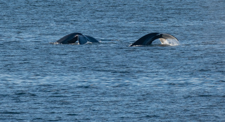 Humpback whales feeding along the stunning shores of the Tabarin peninsula in the Antarctic continent