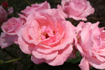 lush light pale pink rose close up