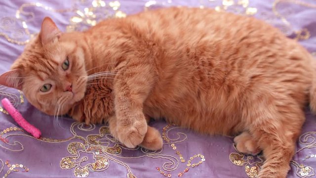 Red british tired cat lies on purple surface of bed and looks at camera.
