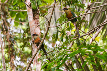 Scene of a couple of Rufous capped Motmot perched on a branch. Several branches around with green leaves. The two birds look to the left side.