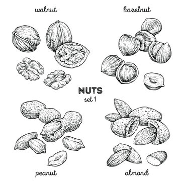 Walnut, peanut, hazelnut, almond. Hand drawn set with nuts. Vector illustration isolated on white background. Doodle healthy food illustrations