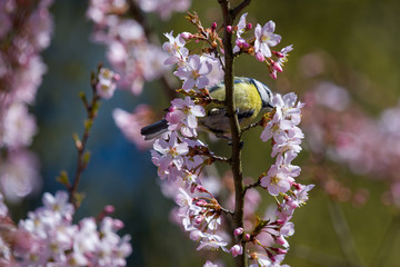 Bird on the blooming cherry-tree branch