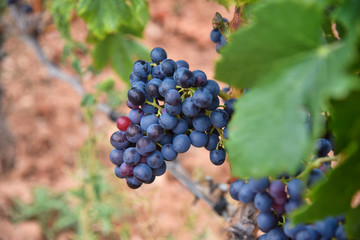 Escaladei - Priorat - Tarragona - Catalunya - Vinos- Vitivinícola
