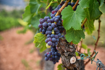 Vinya - Viña - Vitis - Moscatell - Crianza - Escaladei - Priorat - Tarragona - Catalunya - Vinos-...