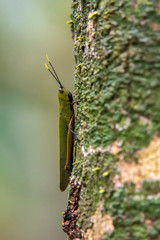 Scene of a green grasshopper perched on a tree. The body of the green grasshopper is turned upwards. The antenna of the green grasshopper is yellow on the tips.