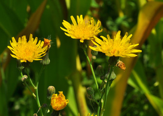 It grows in nature yellow-field thistle (Sonchus arvensis).