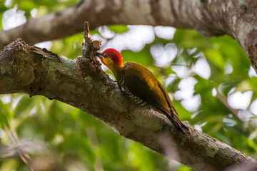 Scene of a Yellow throated Woodpecker perched on a tree. The bird thrusts its beak into a hole in the branch.