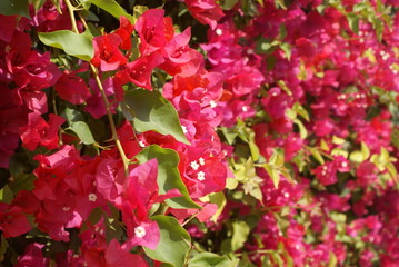 red flowers in the garden