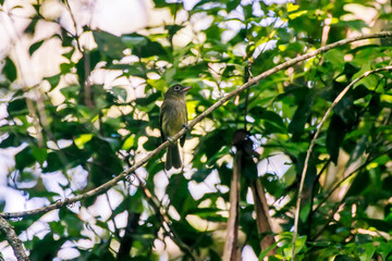 Scene of the Olivaceous Flatbill perched on a branch. The bird s head is turned to the right side. Green leaves in the background.