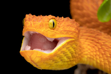 Bush Viper Snake eating mouse (Atheris squamigera)