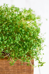Fresh greens. Growing sprouts. Close-up of watercress salad microgreens in the wooden box. Sprouting Microgreens. Seed Germination at home. Vegan and healthy eating