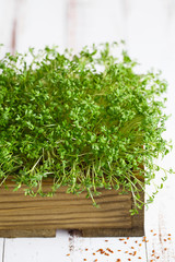 Close-up of watercress salad microgreens, green leaves and stems. Sprouting Microgreens. Seed Germination at home. Vegan and healthy eating concept. Sprouted cress Seeds, Micro greens.