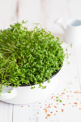 watercress salad microgreens, green leaves and stems. Sprouting Microgreens. Seed Germination at home. Vegan and healthy eating concept. Sprouted cress Seeds, Micro greens. Growing sprouts