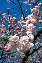 Sakura, körsbärsblommor i Kungsträdgården i Stockholm