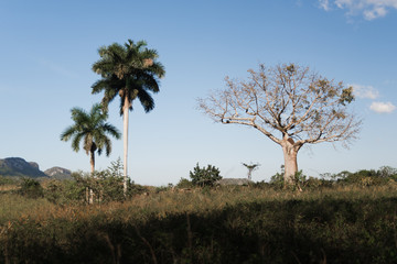 Fototapeta premium Trees in an open space in Cuba. 