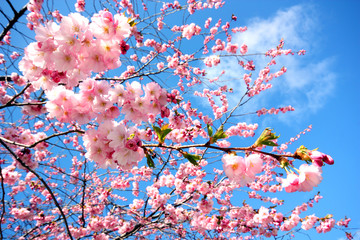 Sakura, körsbärsblommor i Kungsträdgården i Stockholm