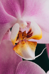 Fototapeta na wymiar Blooming purple Orchid. Flora, nature. Orhidea Phalenopsis in nature.