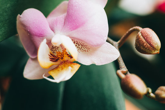 Blooming purple Orchid. Flora, nature.  Orhidea Phalenopsis in nature.
