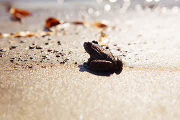 The gray frog is on the river bank. It is on wet sand that shines on the sun.