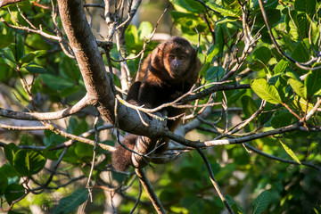 Scene of a crested capuchin monkey standing in a tree. The monkey is seen from the front. Several thin branches and leaves around the monkey.