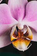 Blooming purple Orchid. Flora, nature.  Orhidea Phalenopsis in nature. - obrazy, fototapety, plakaty