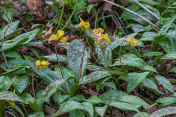 Trout-lily wildflowers patch