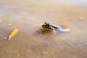 The green black frog is in the water. Only her head and eyes can be seen. The river where the frog swims is very dirty and muddy.