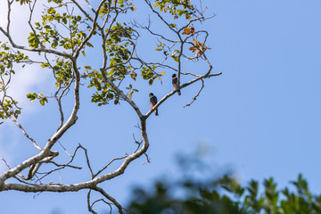Scene of two Bat Falcon perched on a tree. Sky with many clouds. Tree with green leaves and other yellow.