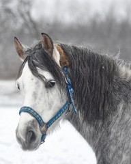 Portrait of a grey horse in winter