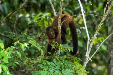 Scene of a crested capuchin monkey standing on a branch. The monkey s body is tilted down. The monkey is holding a branch with leaves.