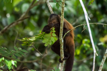 Scene of a crested capuchin monkey feeding on leaves. The monkey is standing on a branch.