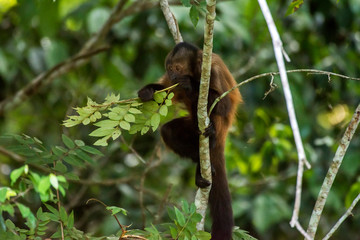 Scene of a crested capuchin monkey feeding on leaves. The monkey is standing on a branch.