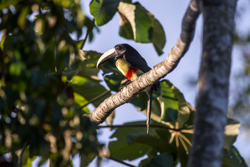 Scene of a Black necked Aracari perched on a branch. The bird is perched on a branch high in the tree. The bird is close to several leaves.