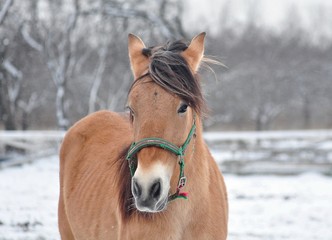 Savrasy foal on a winter day on the street