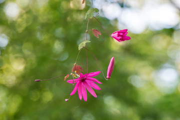 Scene of Bitter gourd shaped passionfruit flowers 