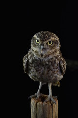 Little owl