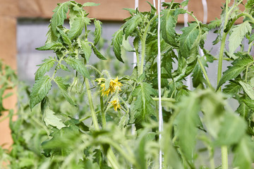 Blooming young tomato bushes seedlings in the greenhouse