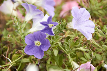 colourful petunia Petunia hybrida flowers Flowerbed with multicoloured petunias