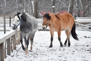 Gray and red horse are on the parade ground