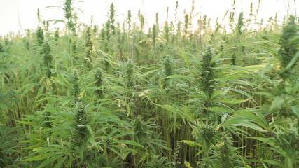 Marijuana plants at outdoor cannabis farm field. Hemp plants used for CBD and health