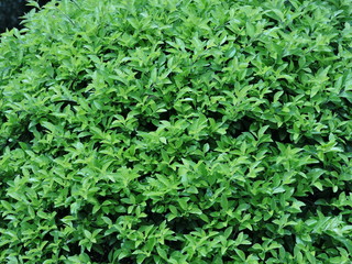 Arbusto verde natural sin editar 